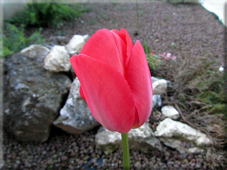 foto Tulipani